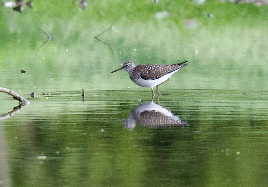 Solitary Sandpiper - Christopher Veale