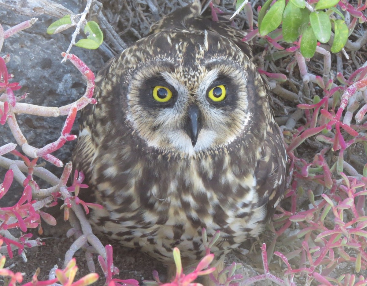 Short-eared Owl - ML618789951