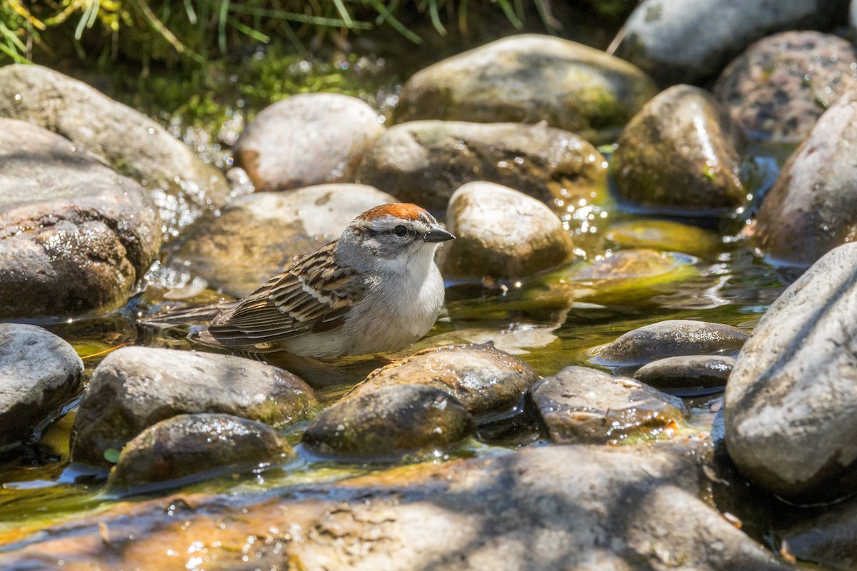 Chipping Sparrow - ML618789967