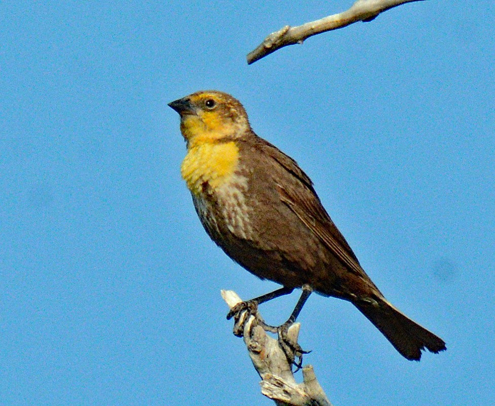 Yellow-headed Blackbird - ML618789973