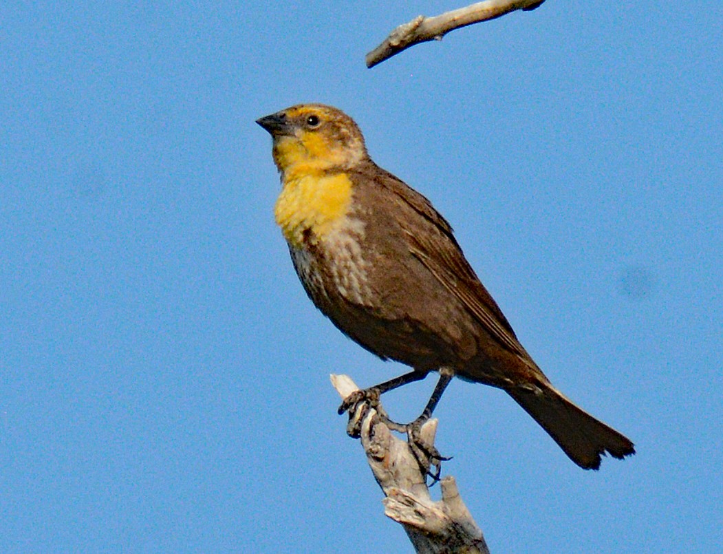 Yellow-headed Blackbird - ML618789974