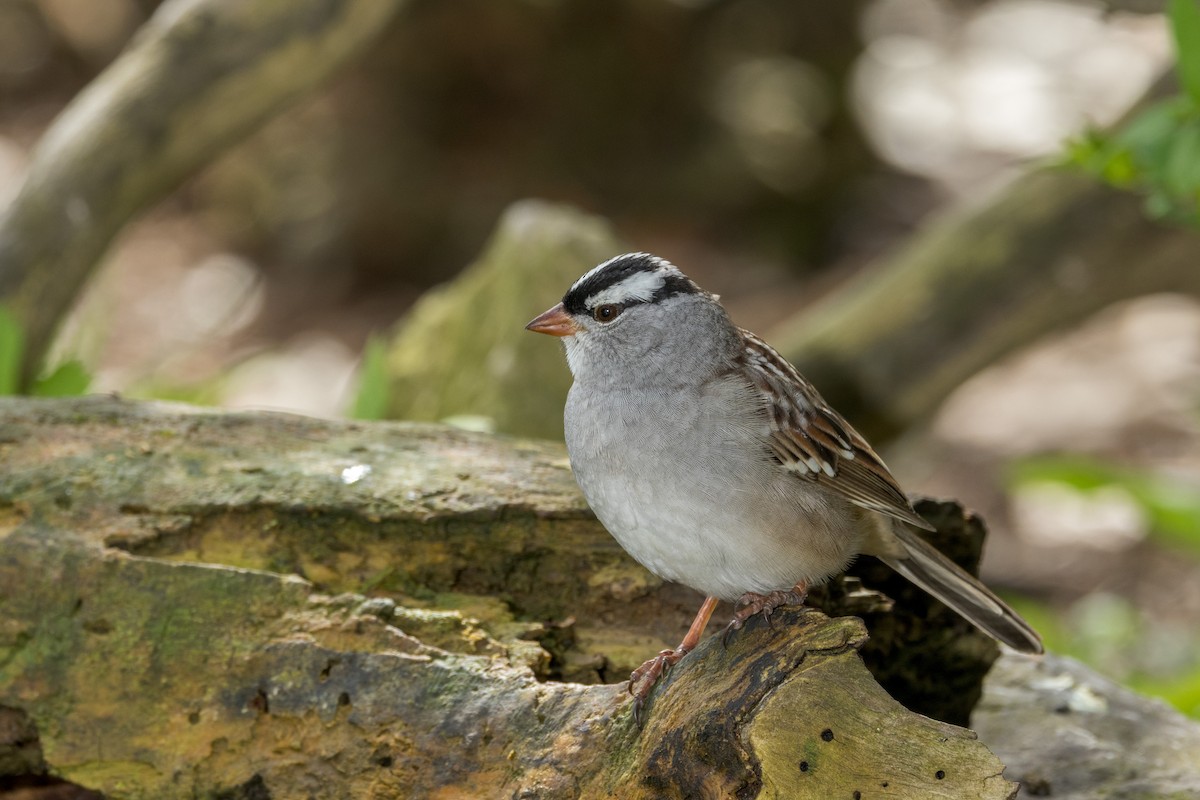 White-crowned Sparrow - ML618789977