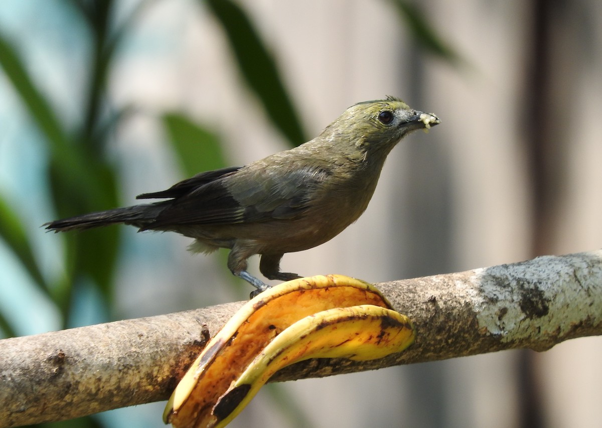 Palm Tanager - ML618789978