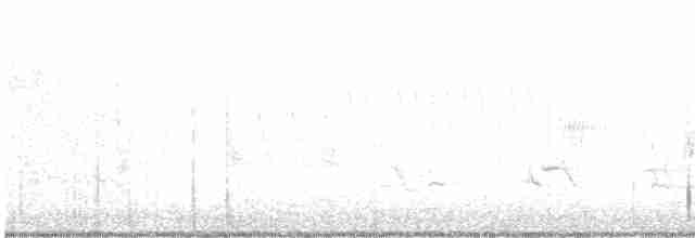 Cisne Trompetero - ML618789984
