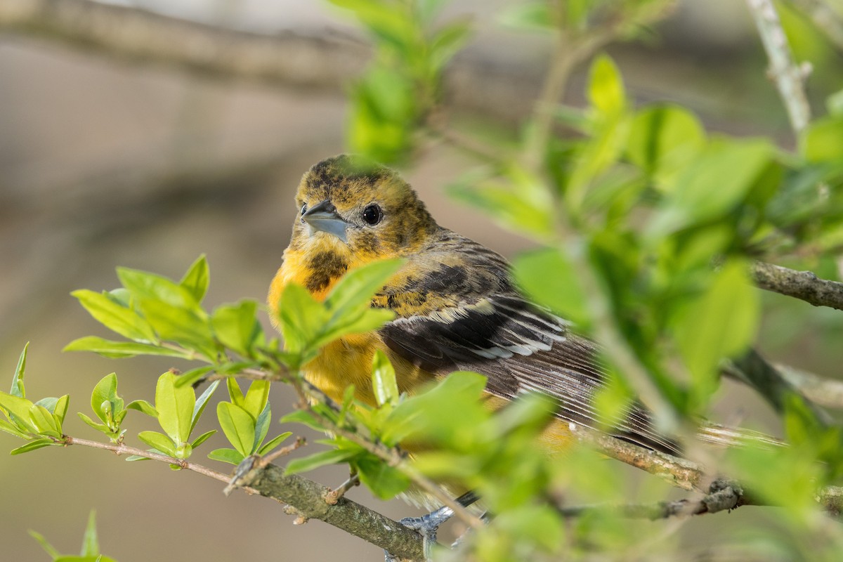 Orchard Oriole - ML618789989