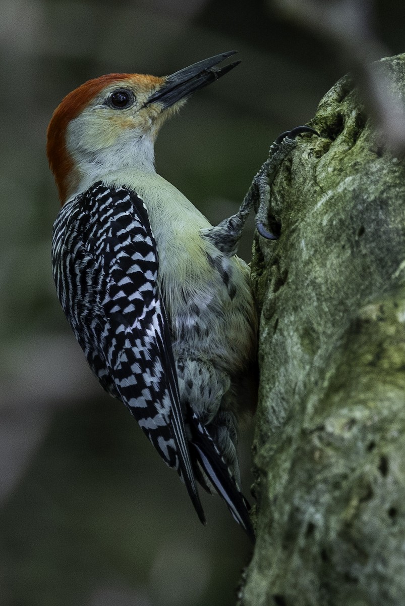 Red-bellied Woodpecker - Else Karlsen