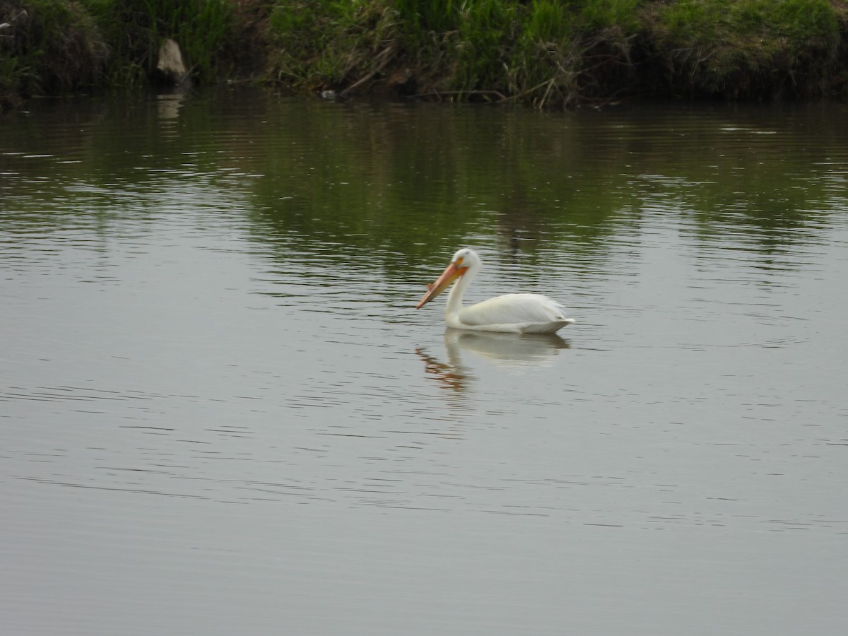 American White Pelican - Marsha Walling