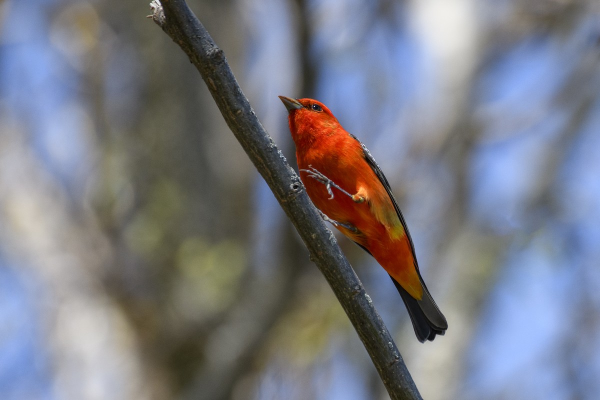 Scarlet Tanager - ML618790010