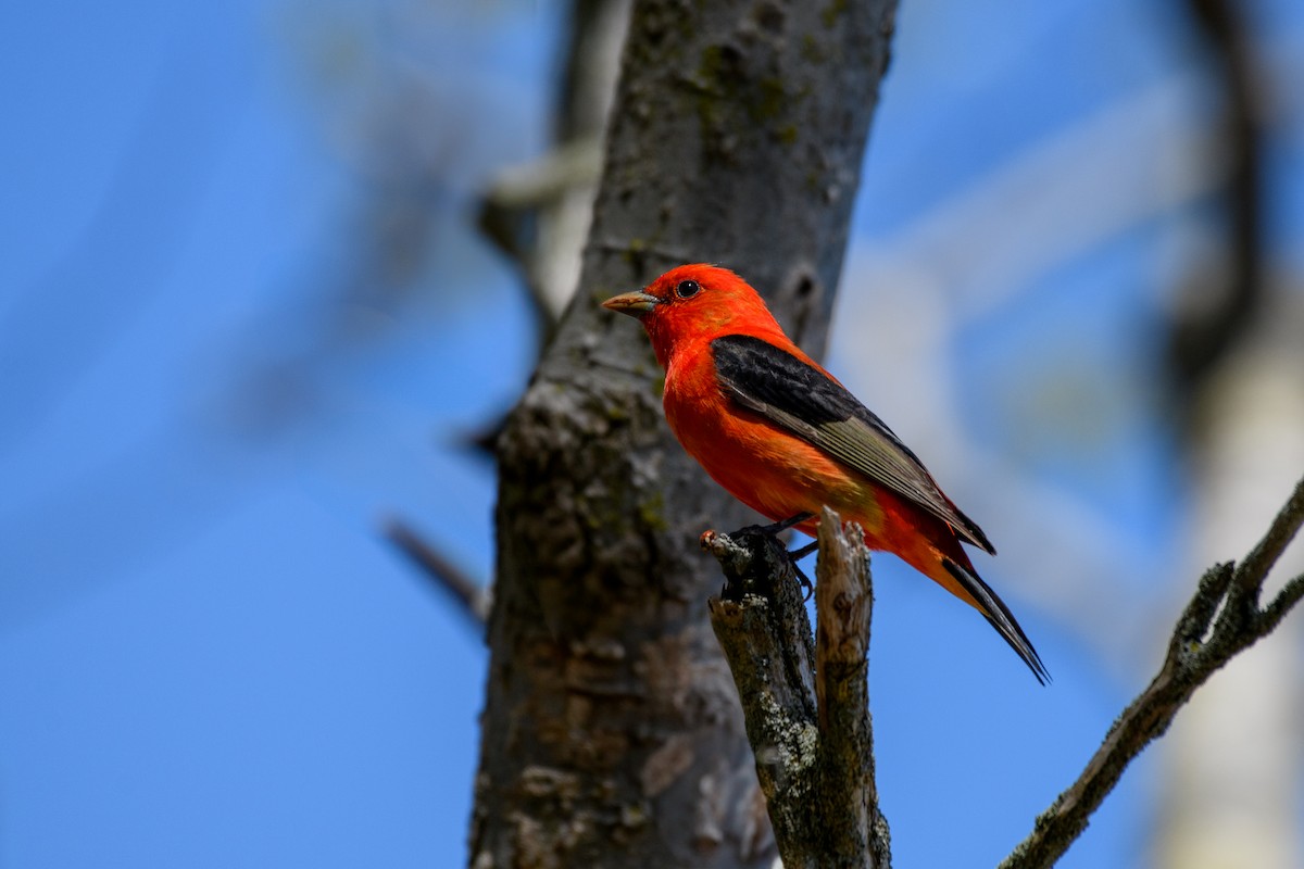 Scarlet Tanager - ML618790011