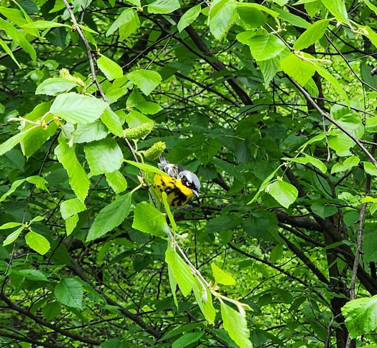 Magnolia Warbler - ML618790037