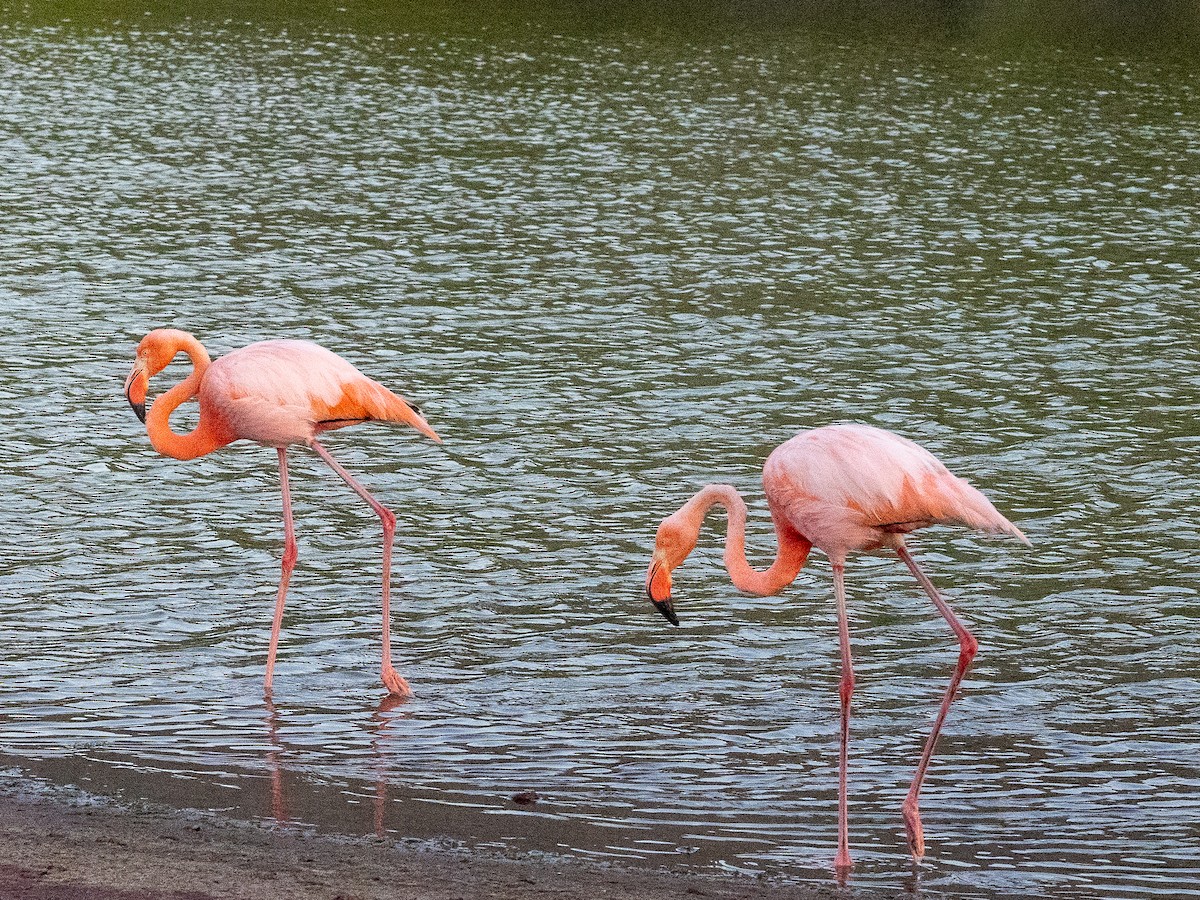 Amerika Flamingosu - ML618790075