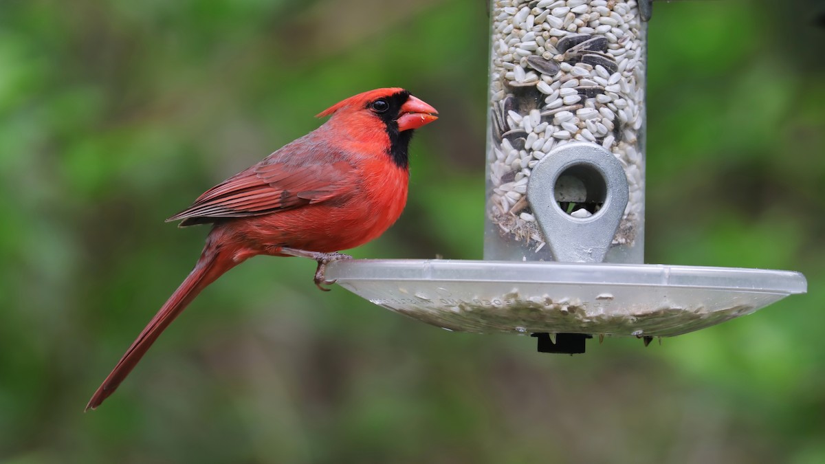 Cardinal rouge - ML618790121