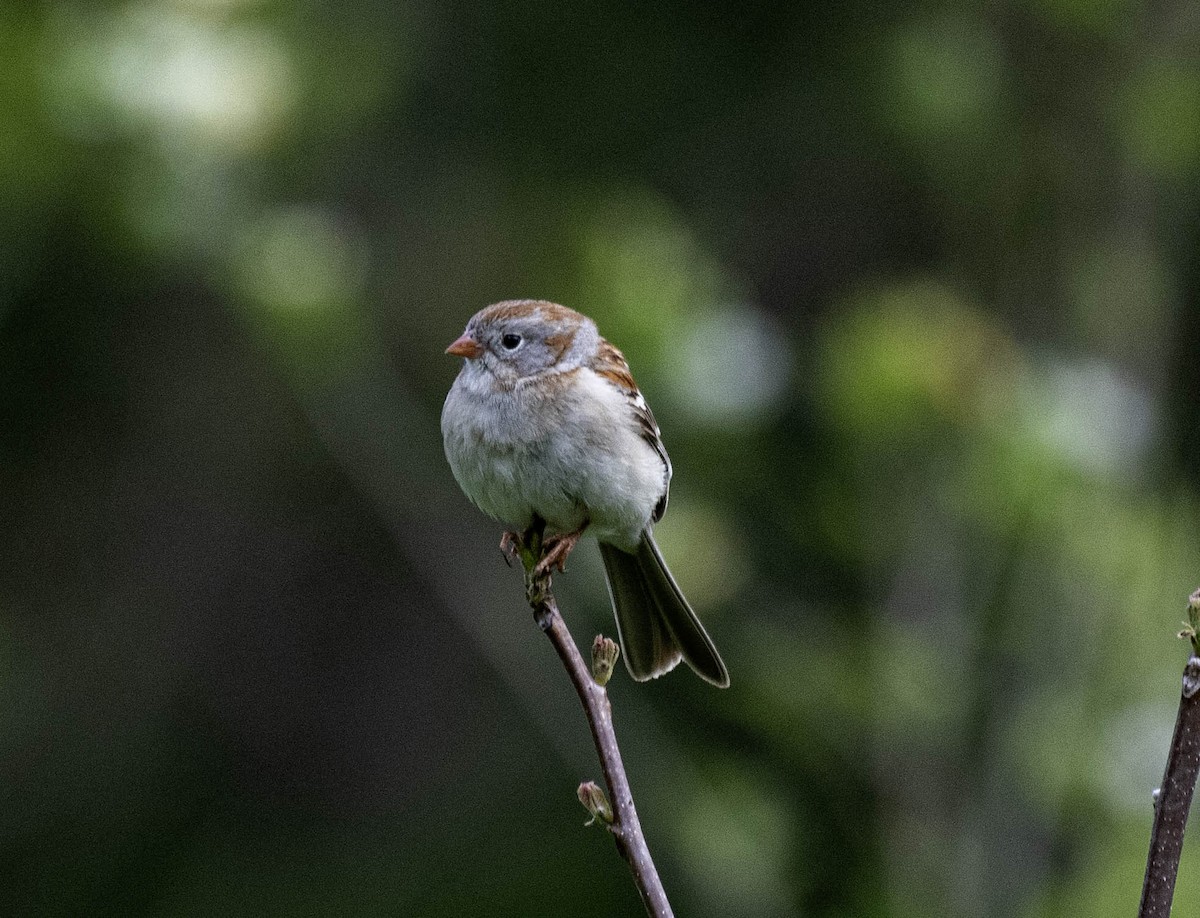 Field Sparrow - ML618790148