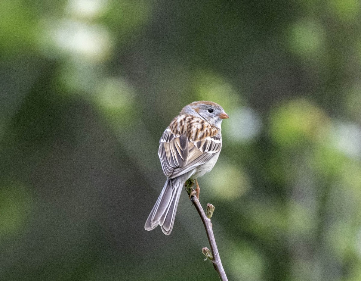 Field Sparrow - Estela Quintero-Weldon