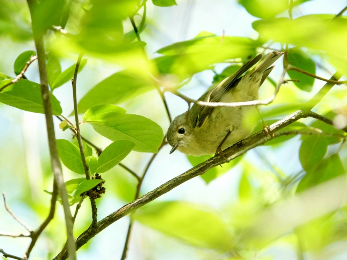Ruby-crowned Kinglet - Éric Cormier
