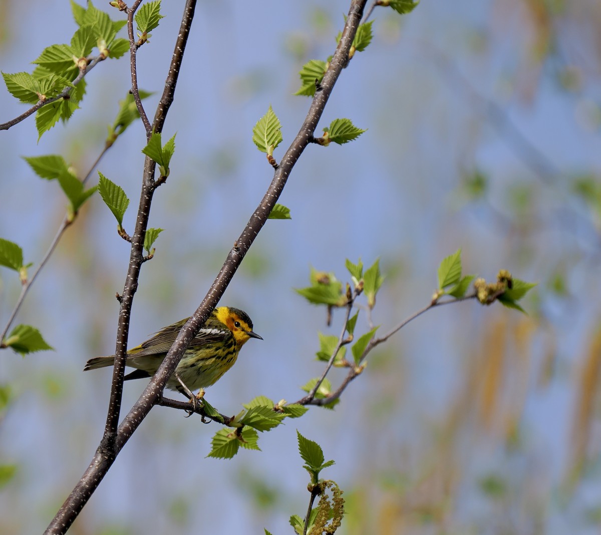 Cape May Warbler - ML618790213