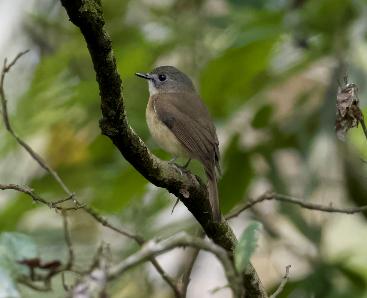 Pale-chinned Flycatcher - ML618790230