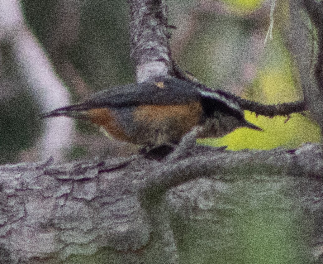 Red-breasted Nuthatch - ML618790268