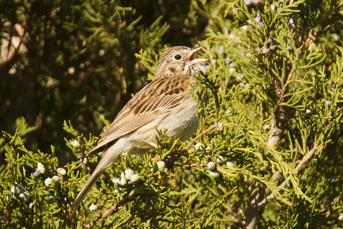 Vesper Sparrow - Len  Jellicoe