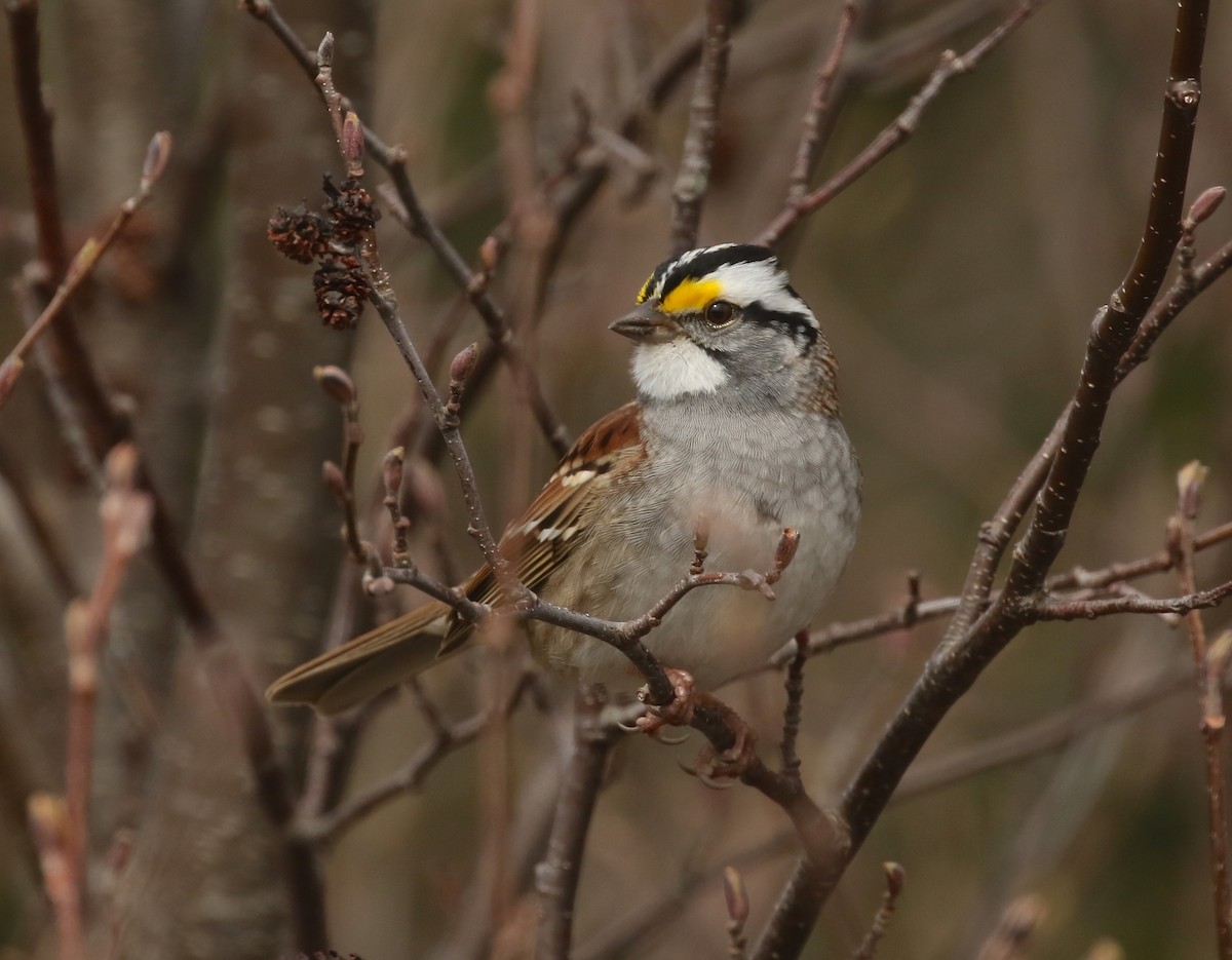 White-throated Sparrow - ML618790324