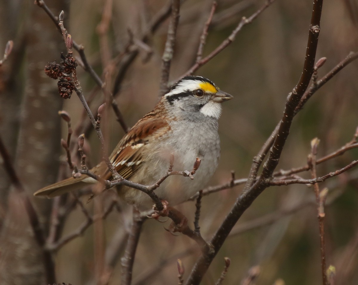 White-throated Sparrow - ML618790325