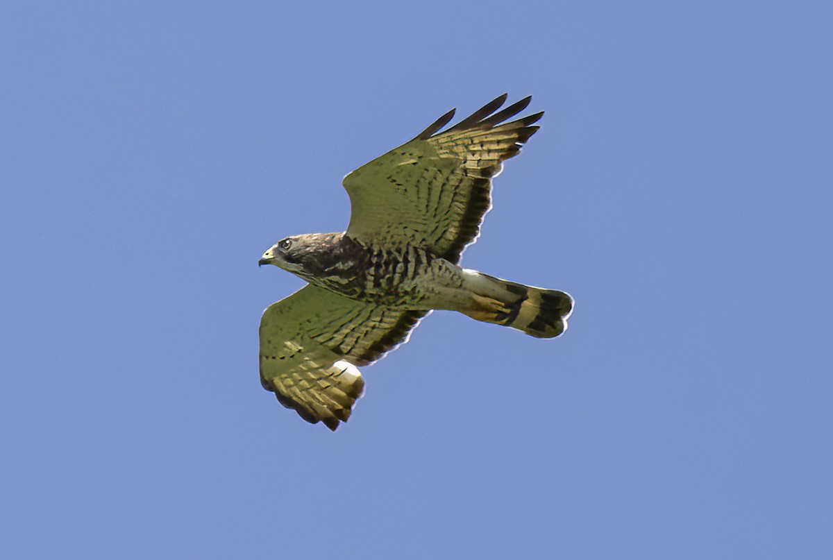 Broad-winged Hawk - ML618790368