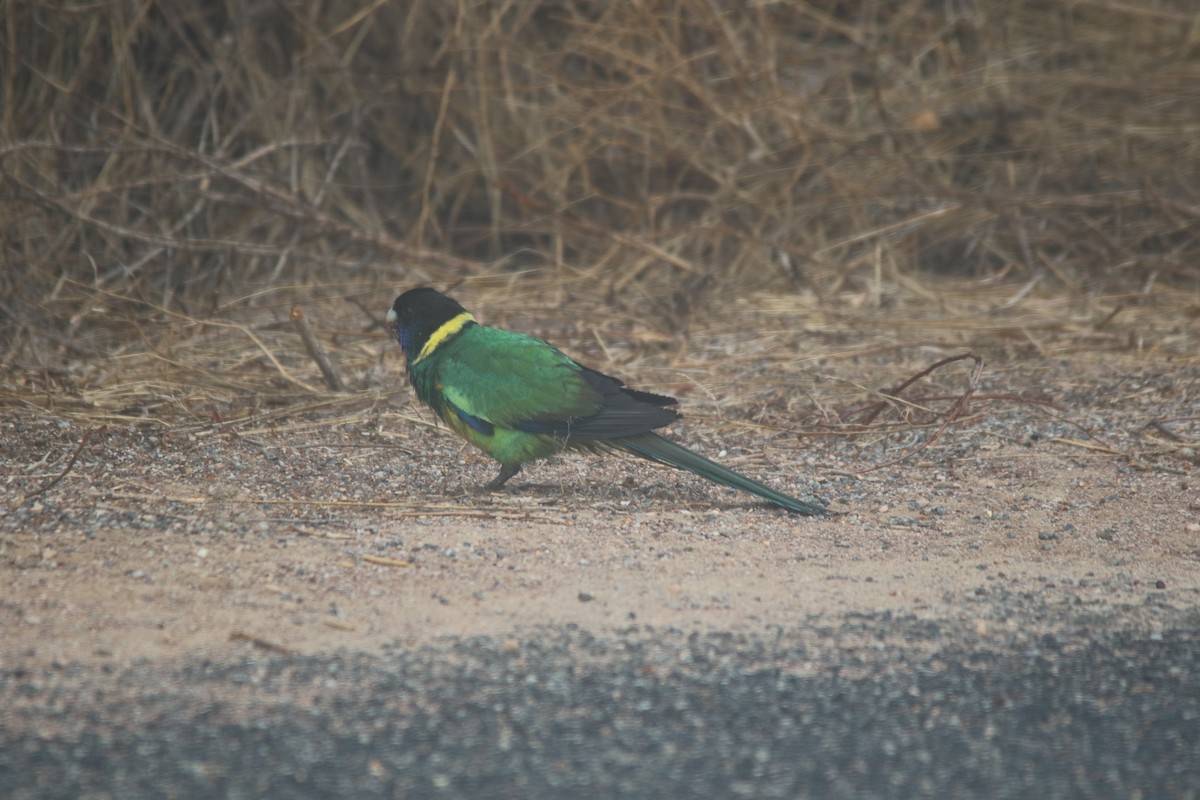 Воротничковый попугай (zonarius) - ML618790386