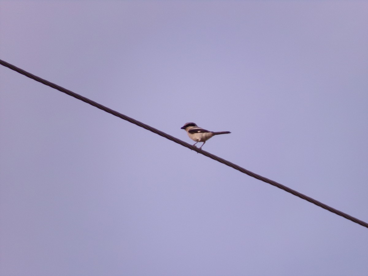 Loggerhead Shrike - Texas Bird Family