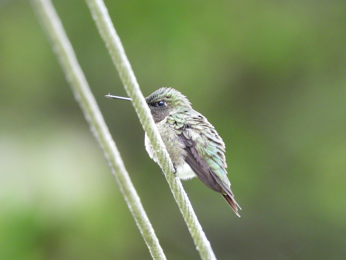 Ruby-throated Hummingbird - ML618790433