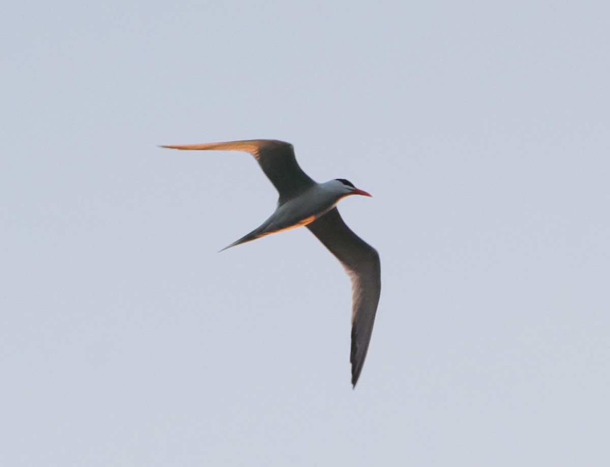 Common Tern - ML618790491