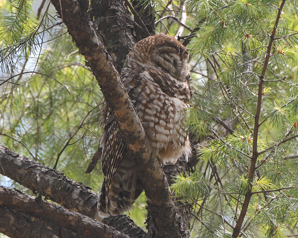 Spotted Owl (Mexican) - Ted Wolff