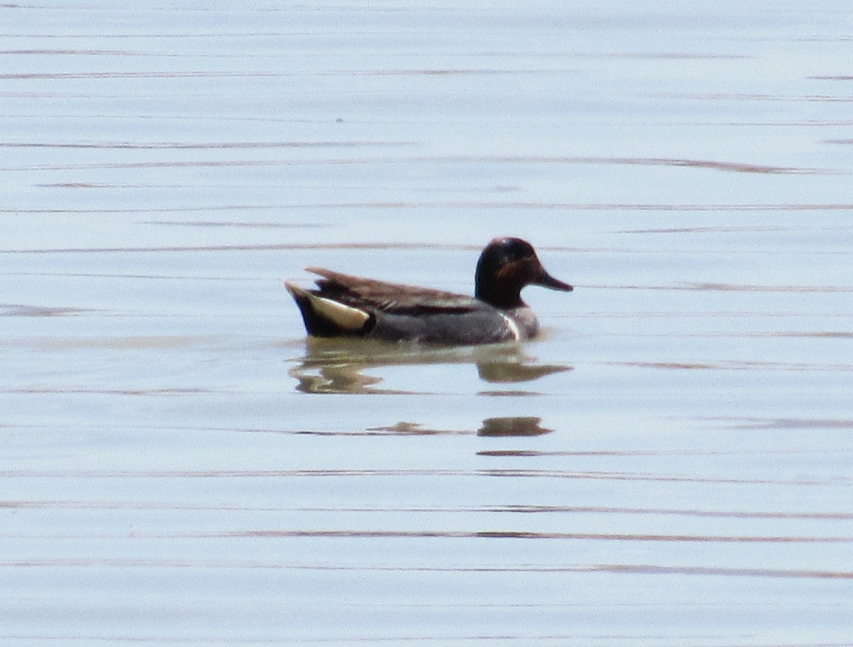 Green-winged Teal - ML618790524