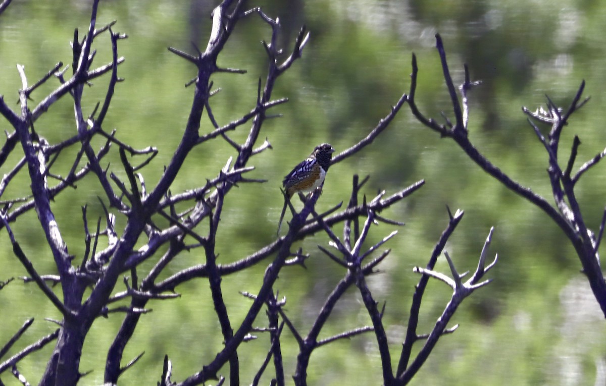 Spotted Towhee - ML618790534