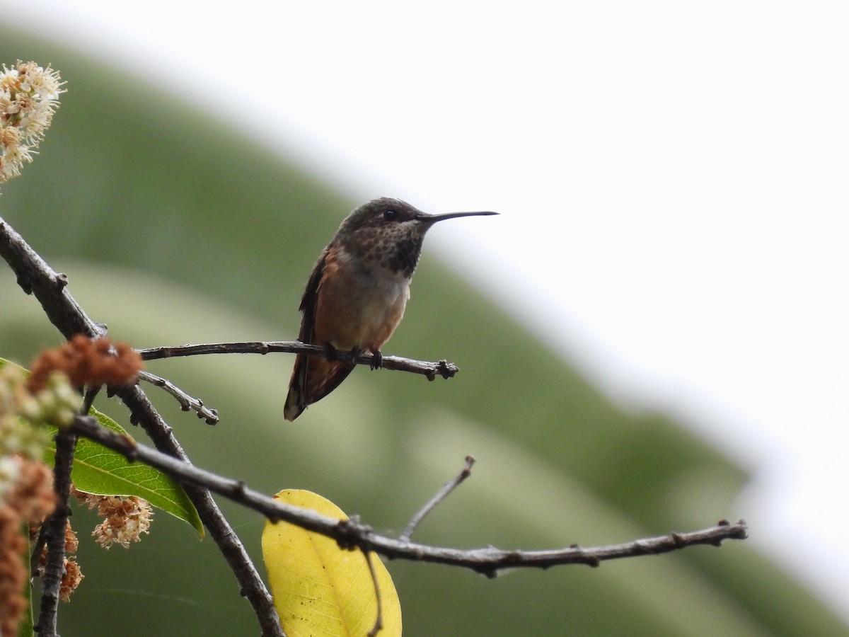 Allen's Hummingbird - Martha Wild