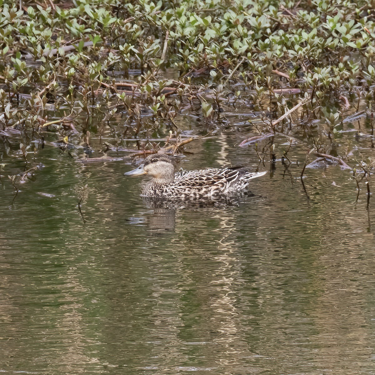 Green-winged Teal - ML618790563