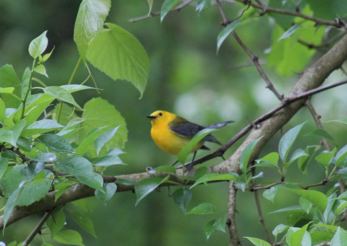 Prothonotary Warbler - ML618790592