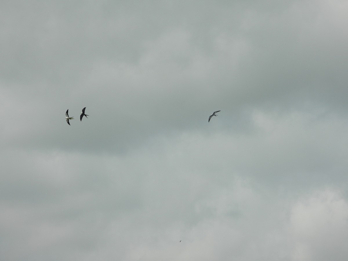 Swallow-tailed Kite - ML618790615
