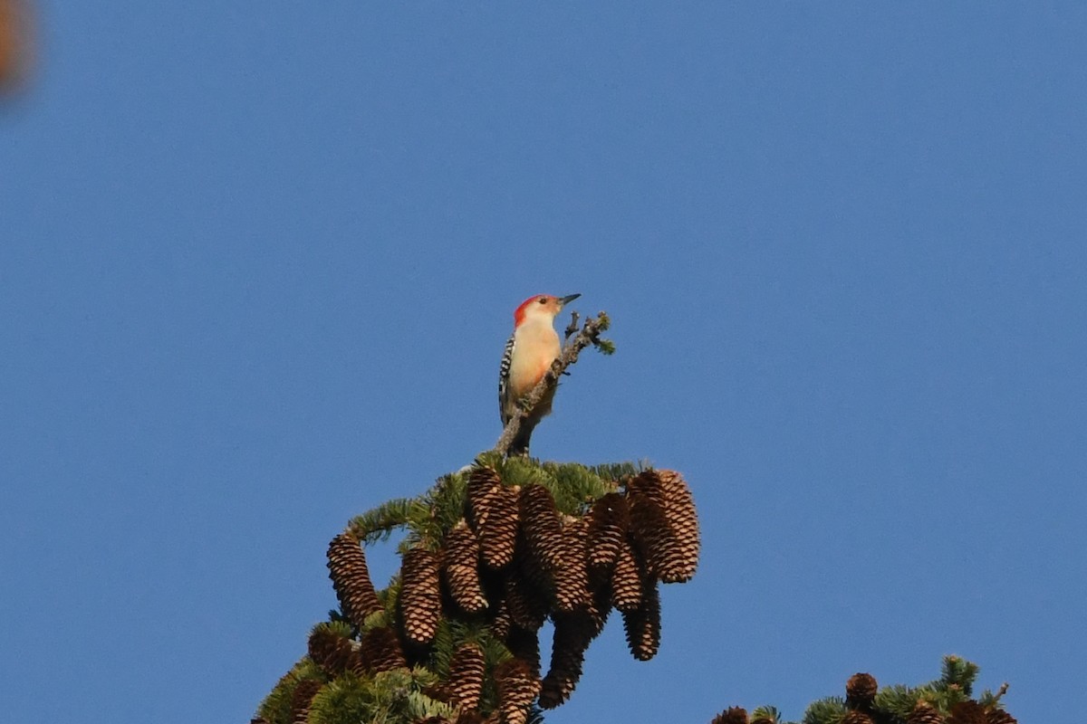Red-bellied Woodpecker - ML618790632