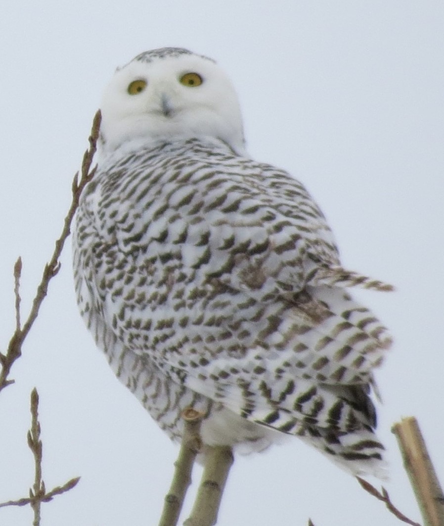 Snowy Owl - ML618790648