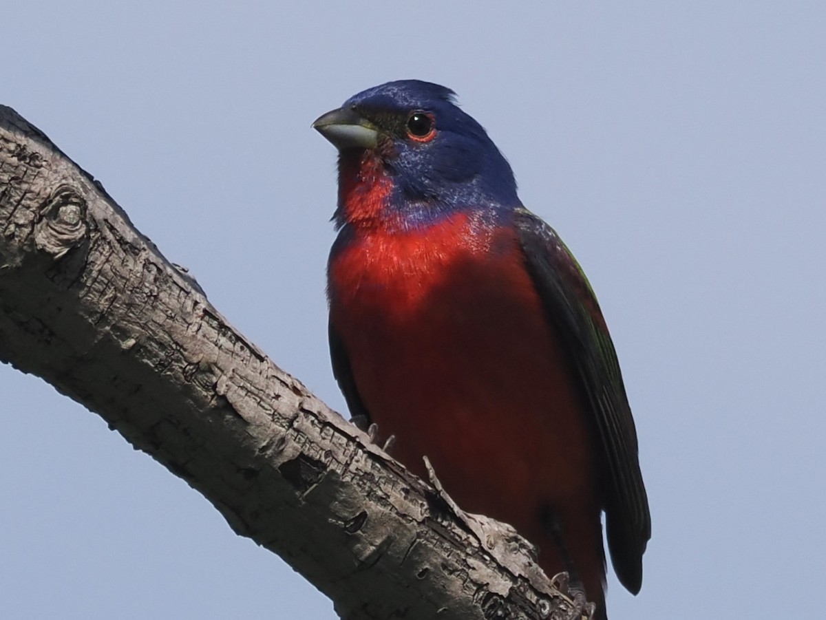 Painted Bunting - ML618790691