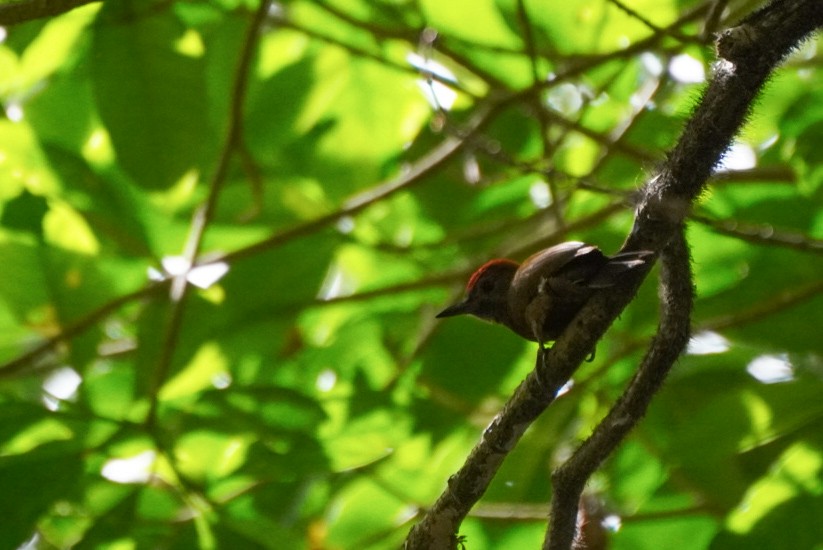 Smoky-brown Woodpecker - Teylor Redondo