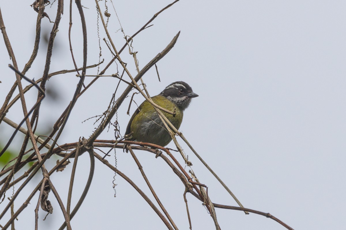 Sooty-capped Chlorospingus - ML618790716