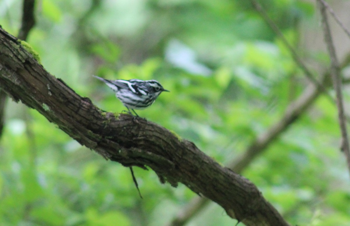 Black-and-white Warbler - ML618790725