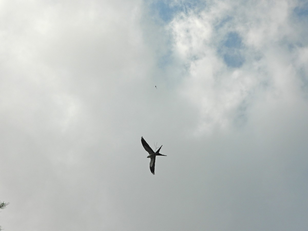 Swallow-tailed Kite - Jennifer Coulson