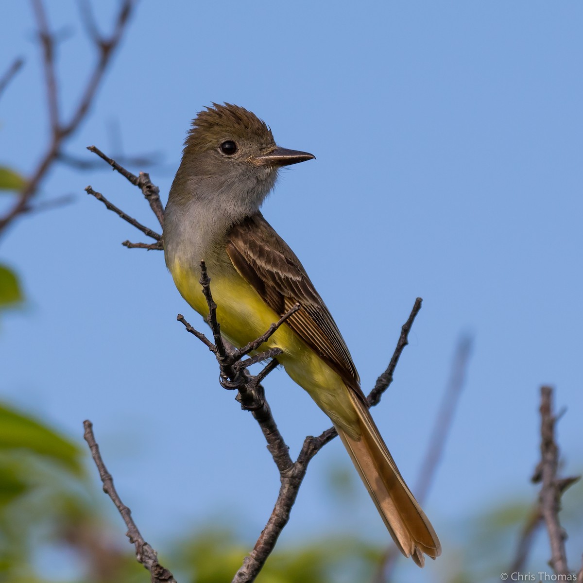 Great Crested Flycatcher - ML61879081