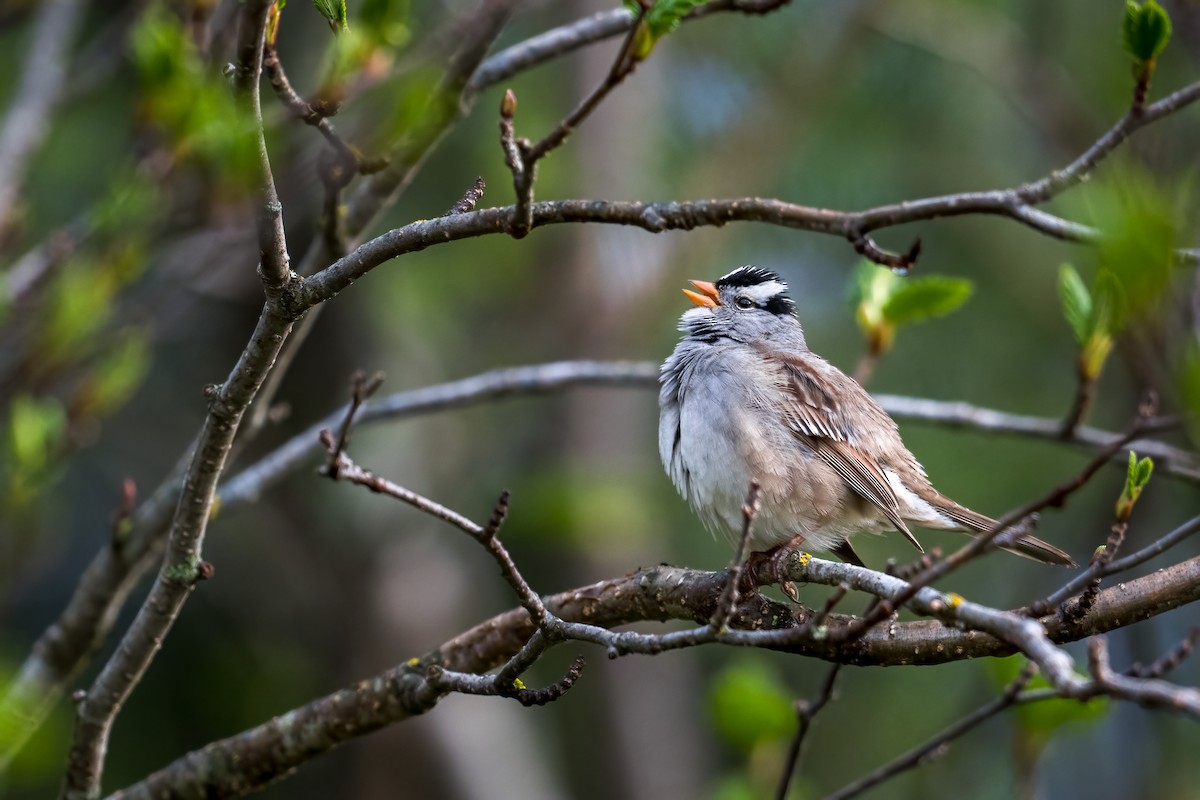 White-crowned Sparrow (Gambel's) - ML618790845