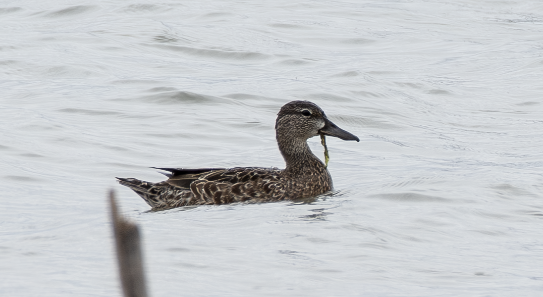 Blue-winged Teal - ML618790971