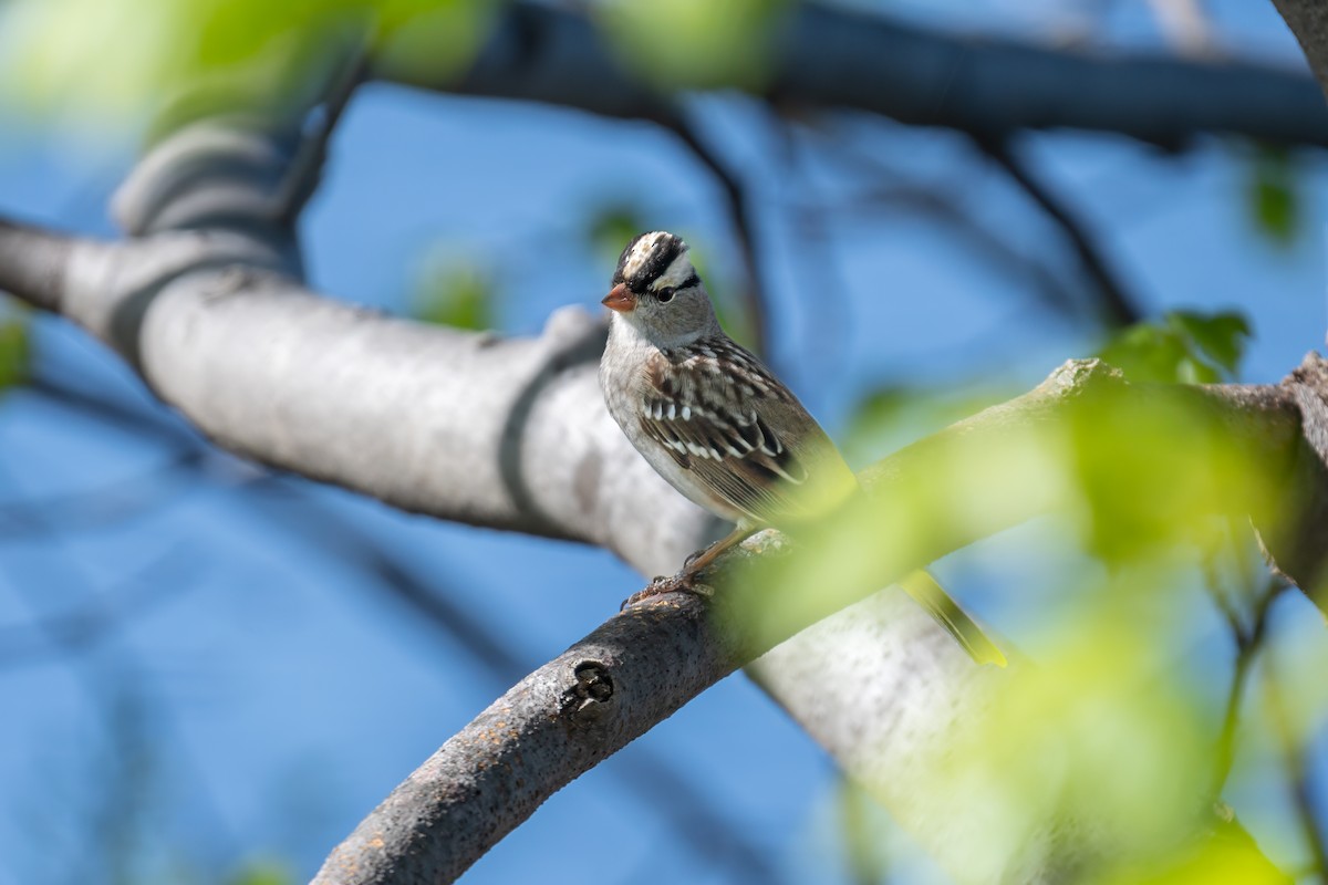 White-crowned Sparrow - Matt Saunders