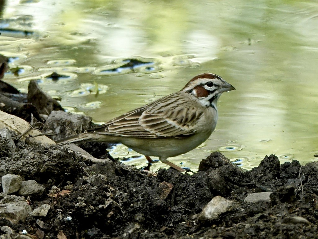Lark Sparrow - Rick Taylor