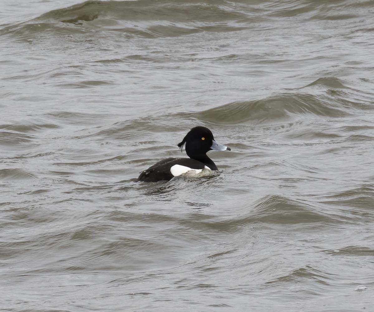 Tufted Duck - ML618791068